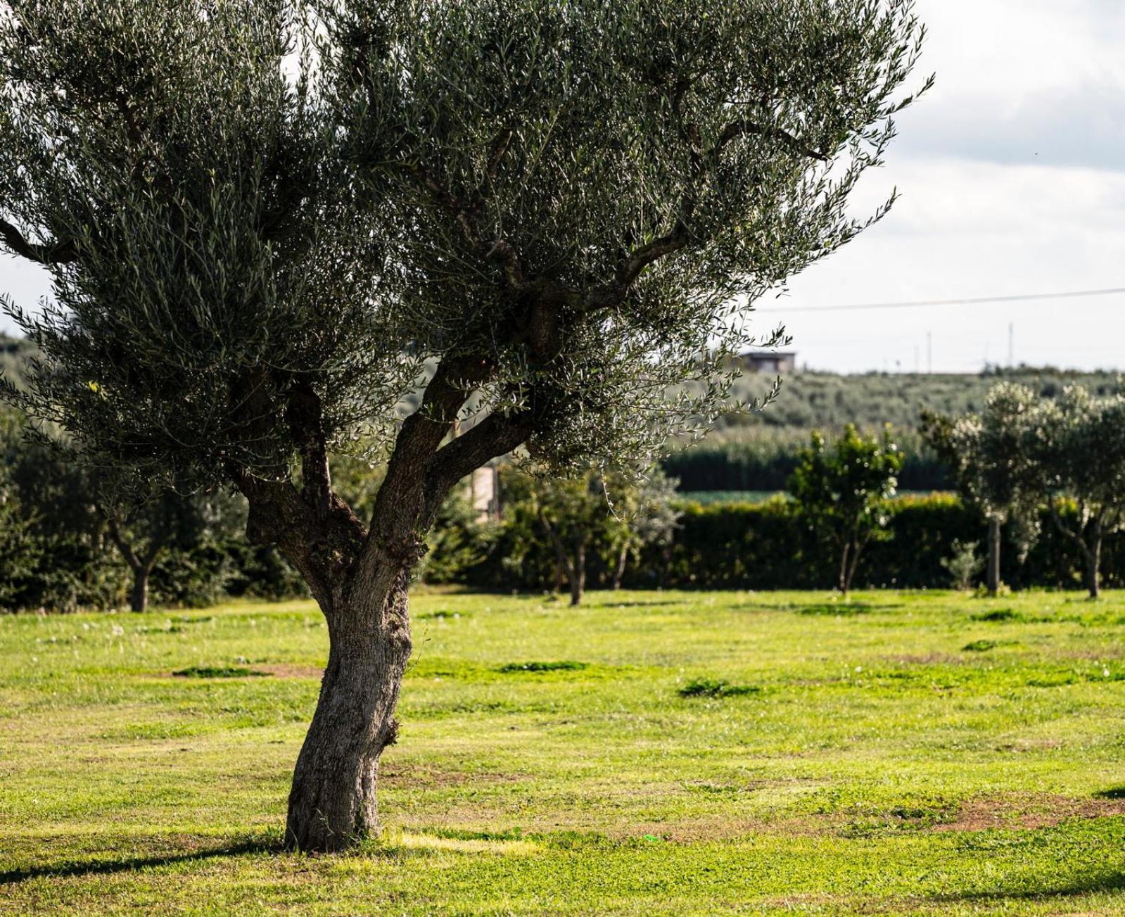 Orta Nova La Massaria Agriresort מראה חיצוני תמונה